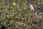 Dianthus gallicus Pers.