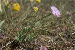 Dianthus gallicus Pers.