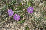 Dianthus gallicus Pers.