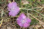 Dianthus gallicus Pers.