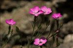 Dianthus graniticus Jord.