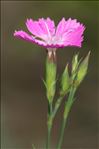 Dianthus graniticus Jord.