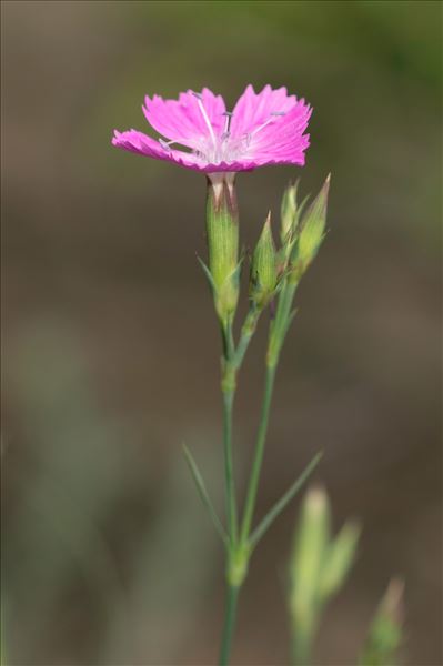 Dianthus graniticus Jord.