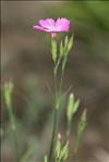 Dianthus graniticus Jord.