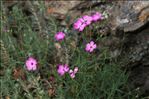 Dianthus graniticus Jord.