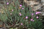 Dianthus graniticus Jord.