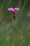 Dianthus graniticus Jord.