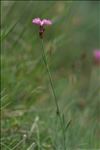 Dianthus graniticus Jord.