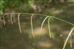 Carex pendula Huds.