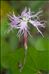 Dianthus superbus L.