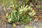 Lycopodium alpinum L.