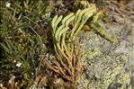 Lycopodium alpinum L.