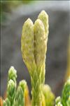 Lycopodium alpinum L.