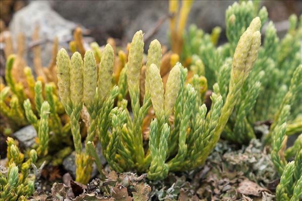 Lycopodium alpinum L.