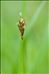 Carex praecox Schreb.
