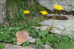 Doronicum clusii (All.) Tausch