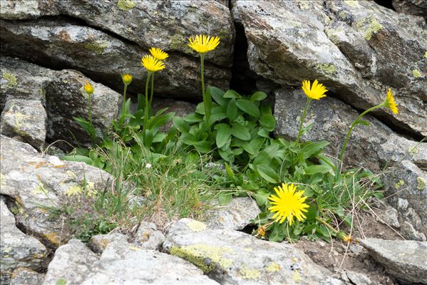 Doronicum clusii (All.) Tausch