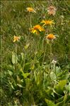 Doronicum clusii (All.) Tausch