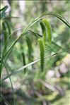 Carex pseudocyperus L.