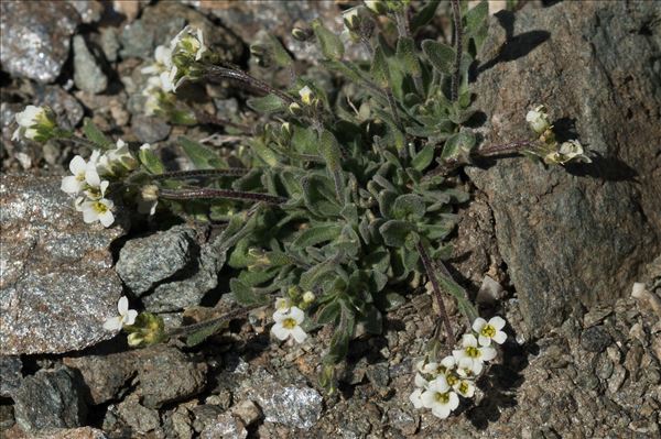 Draba tomentosa Clairv.