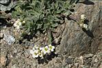 Draba tomentosa Clairv.