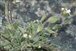 Draba tomentosa Clairv.