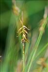 Carex pulicaris L.