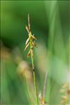 Carex pulicaris L.
