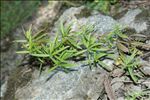 Dracocephalum ruyschiana L.