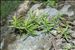 Dracocephalum ruyschiana L.
