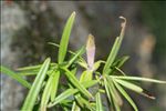 Dracocephalum ruyschiana L.