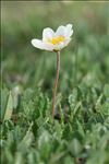 Dryas octopetala L.