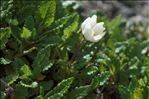 Dryas octopetala L.