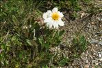 Dryas octopetala L.