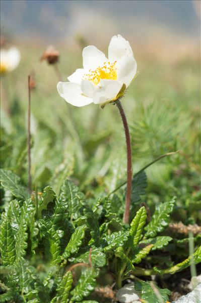 Dryas octopetala L.