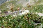 Dryas octopetala L.