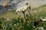 Dryas octopetala L.