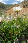Dryas octopetala L.