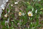 Dryas octopetala L.