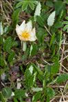 Dryas octopetala L.