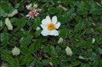 Dryas octopetala L.