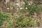 Drymocallis rupestris (L.) Soják subsp. rupestris