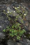 Drymocallis rupestris (L.) Soják subsp. rupestris