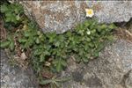 Drymocallis rupestris subsp. corsica (Soleirol ex Lehm.) Soják