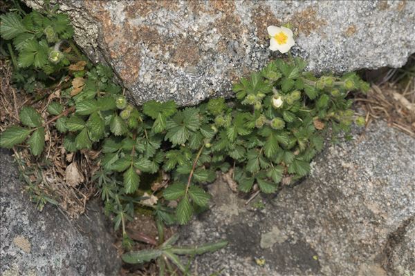 Drymocallis rupestris subsp. corsica (Soleirol ex Lehm.) Soják