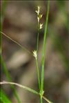 Carex remota L.