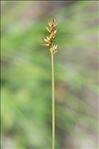 Carex spicata Huds.