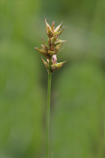 Carex spicata Huds.