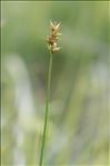 Carex spicata Huds.