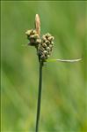 Carex tomentosa L.
